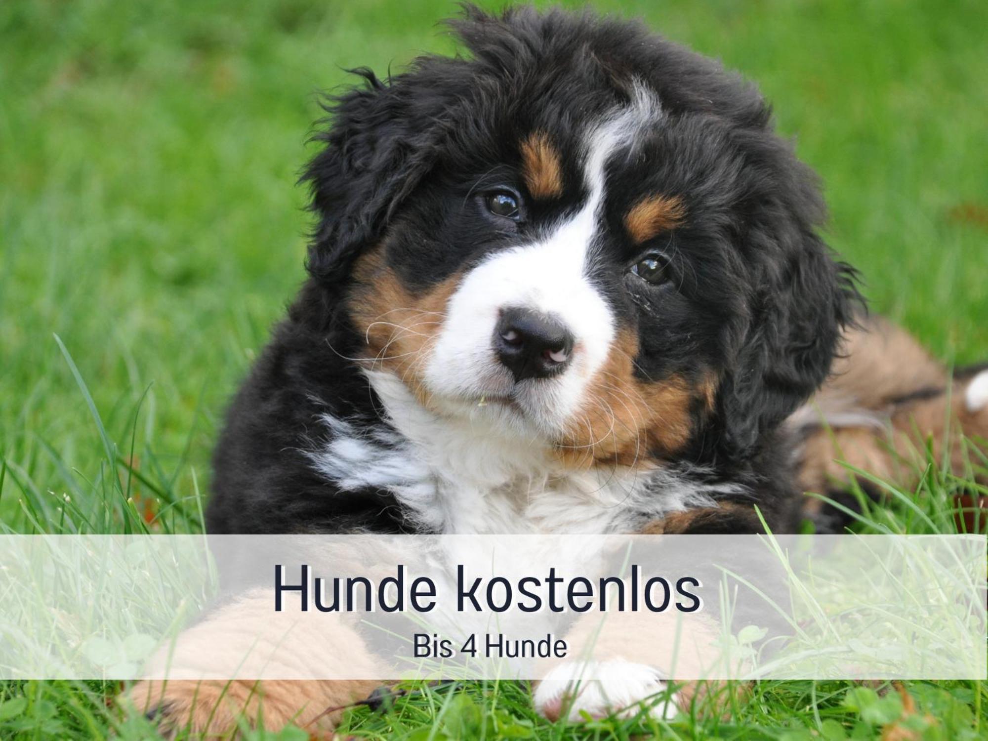 Am Feldrain - Urlaub Mit Hund Im Weserbergland Ганн. Мюнден Экстерьер фото